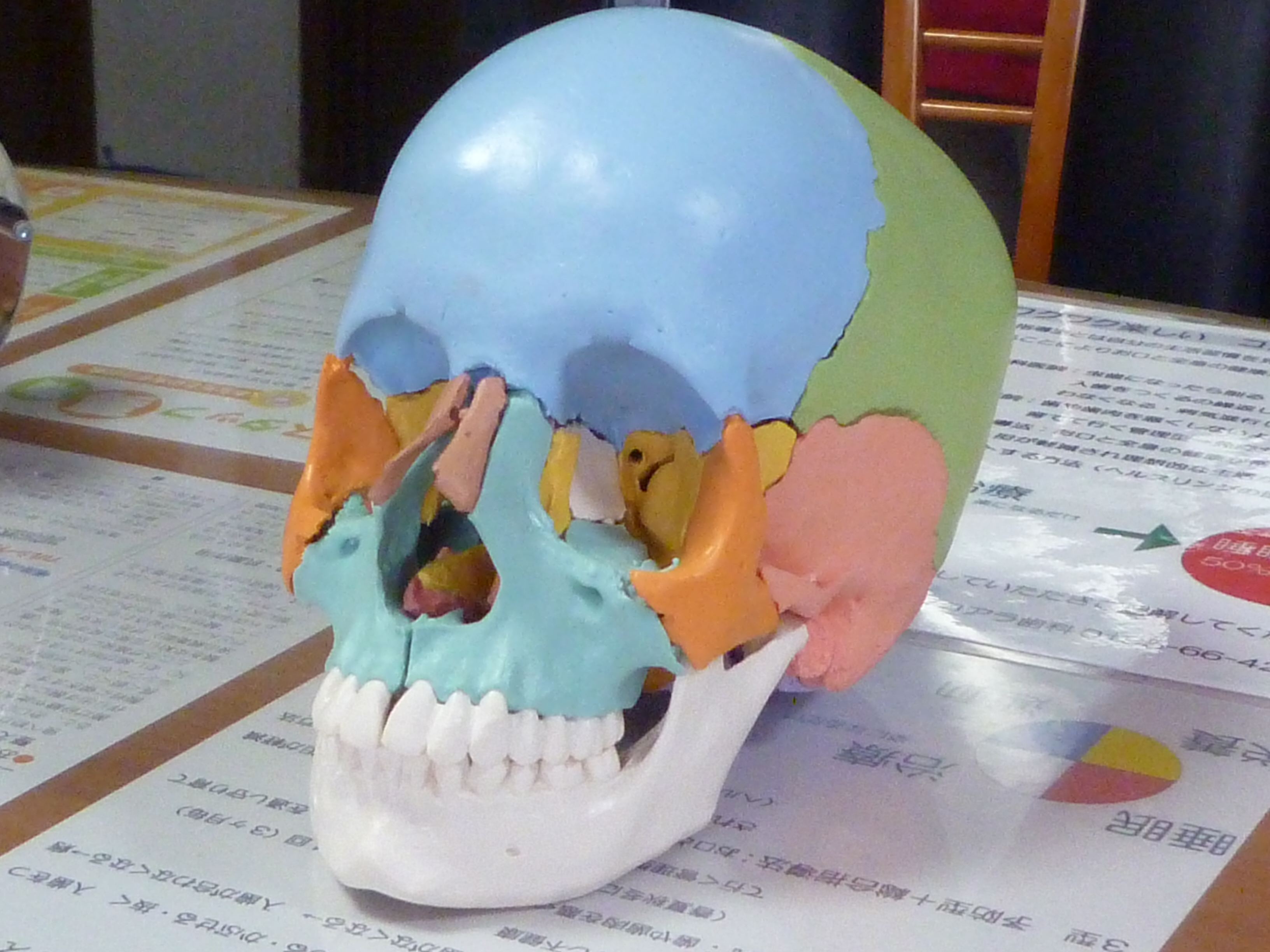 詳しく説明する為に頭蓋骨模型を使っています。