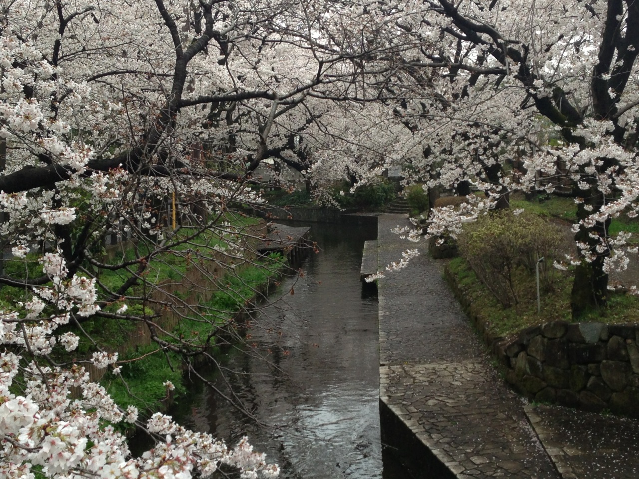 施術院の外を流れる二ヶ領用水、春は桜が綺麗です